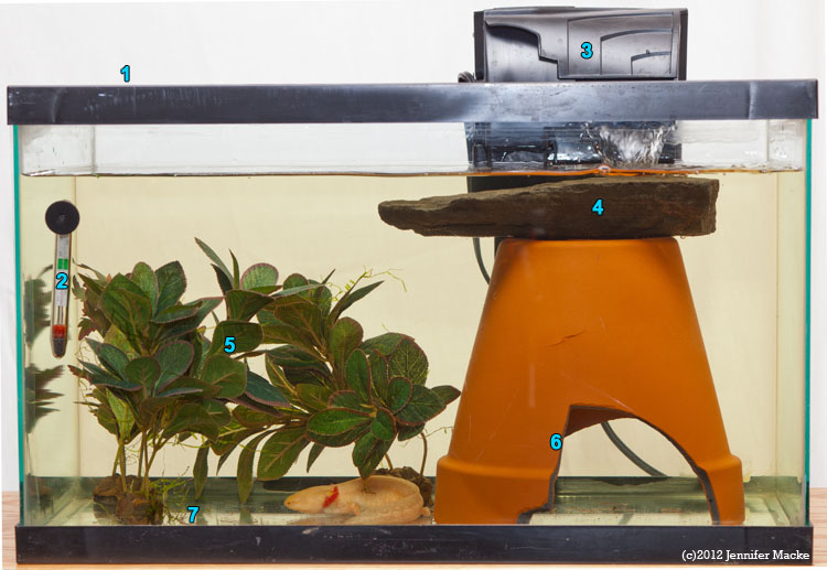 Simple Axolotl aquarium tank