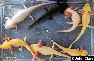 axolotl colours