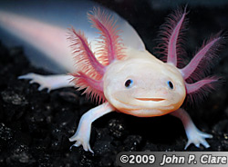 Leucistic Axolotl