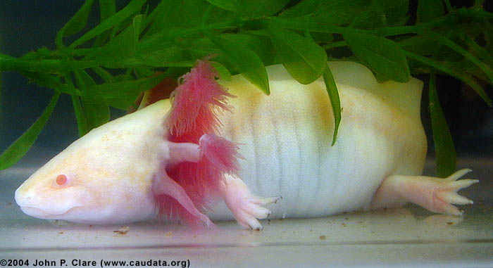 Male Melanoid albino axolotl