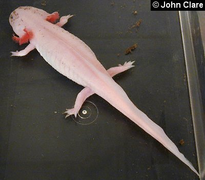 Female leucistic axolotl