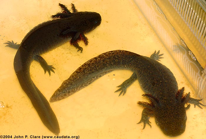 Female melanoid axolotl and female wild type axolotl