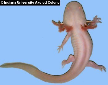 White albino axolotl
