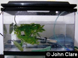 Small axolotl rearing tank