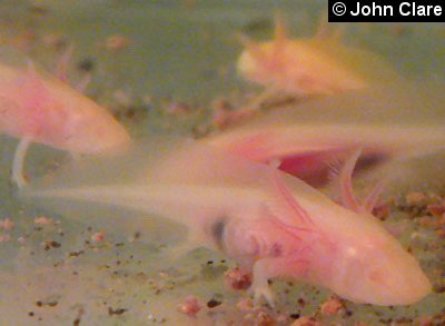 Melanoid albino axolotl larva