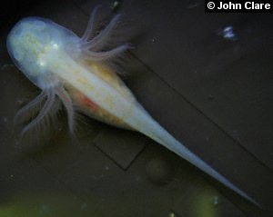 Melanoid albino axolotl larva