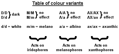 Table of colour variants