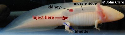 Injection guide for axolotl antibiotic administration