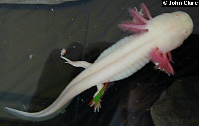 Injection guide for axolotl antibiotic administration