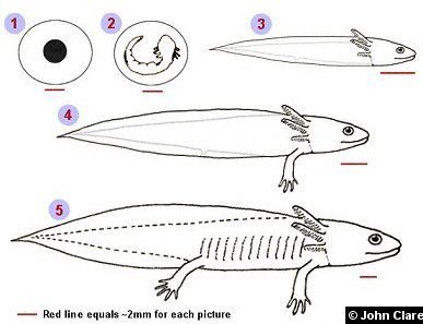 Axolotl Growth Chart