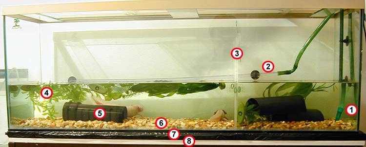 Axolotl aquarium tank