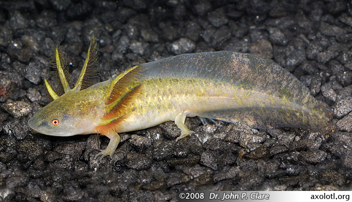 Pictures Of Tiger Salamander - Free Tiger Salamander pictures 