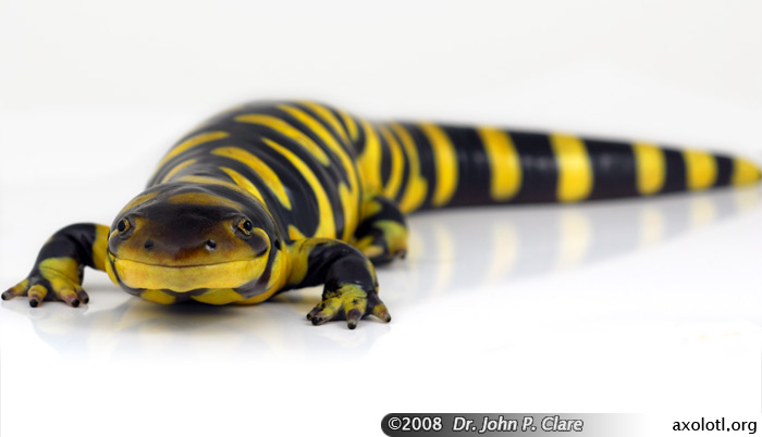 Pictures Of Tiger Salamander - Free Tiger Salamander pictures 