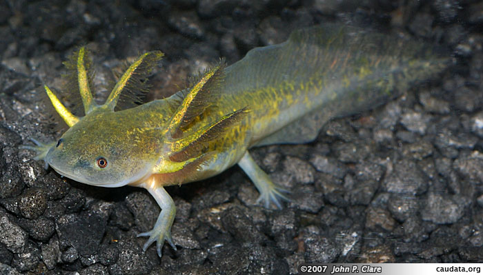 axolotl colors