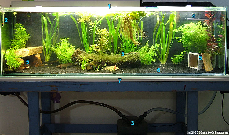 Advanced Axolotl aquarium tank