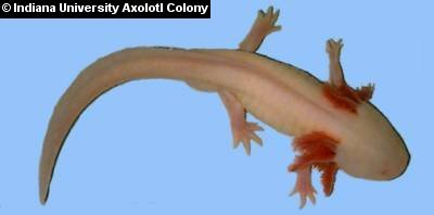 Axanthic axolotl
