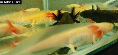 Assorted juvenile axolotls