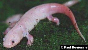 metamorphosed_leucistic_axolotl_2.jpg