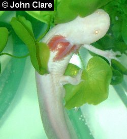 Female axolotl laying eggs