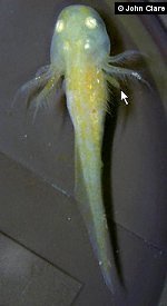 Golden albino axolotl larva