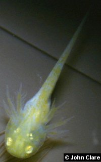 Golden albino axolotl larva