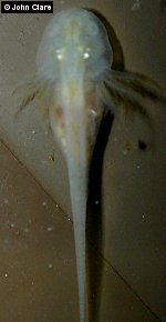 Melanoid albino axolotl larva