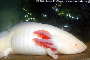 Female melanoid albino axolotl with eggs
