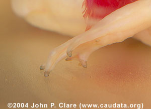 Toes of a sexually mature axolotl