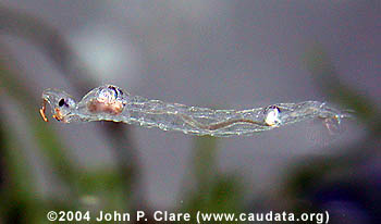 Ghost Midge Larva