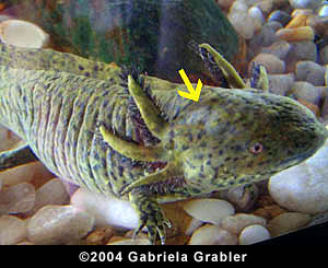 Axolotl Ph Level  