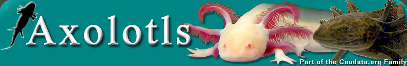 Tropical' Axolotl Tropical 250ml, Nutrition axolotl