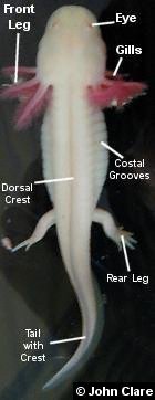 Diagram of external features of the axolotl