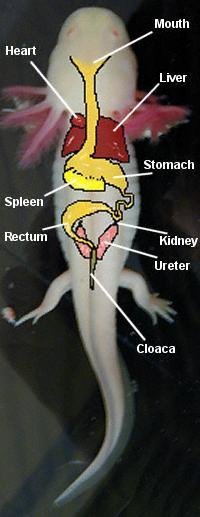Diagram of internal features of the axolotl