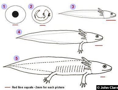 Axolotl life cycle