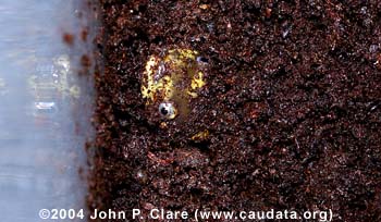 Burrowing barred tiger salamander , Ambystoma mavortium mavortium