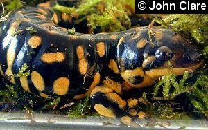 Eastern Tiger Salamander , Ambystoma tigrinum